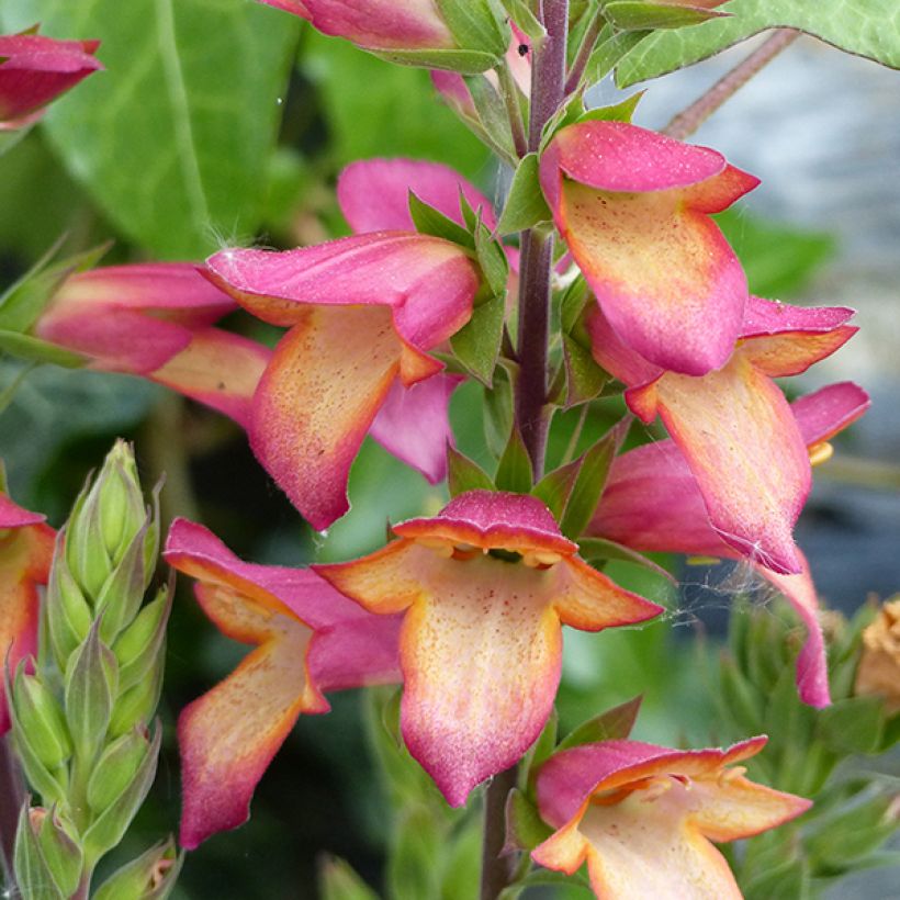 Digitalis Illumination Flame - Digitale ibrido (Flowering)