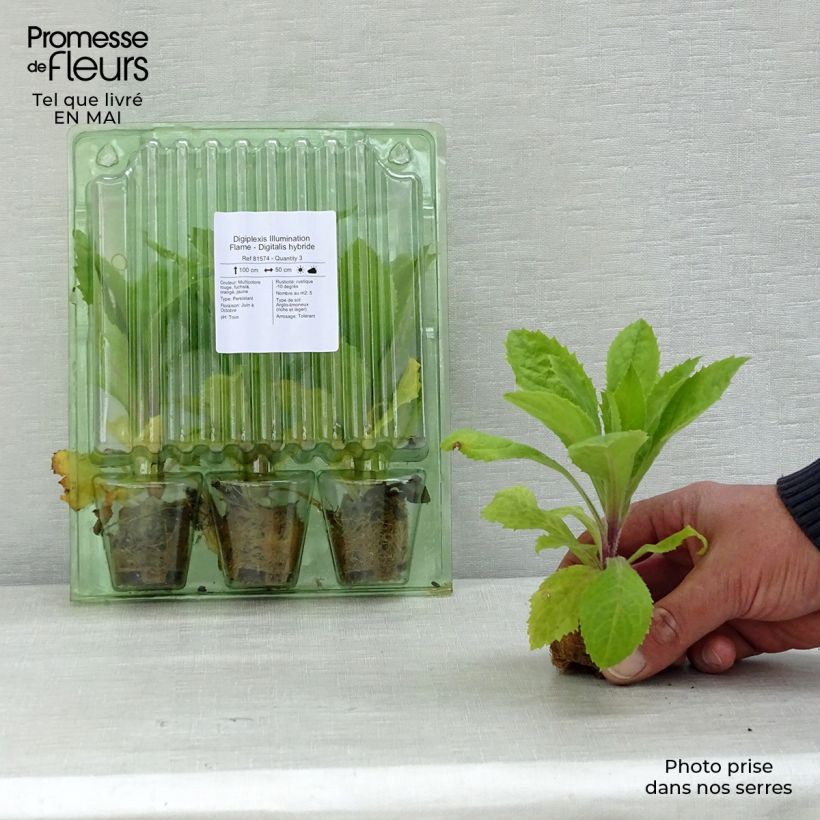 Example of Digitalis Illumination Flame - Digitale ibrido mini zolla... as you get in printemps