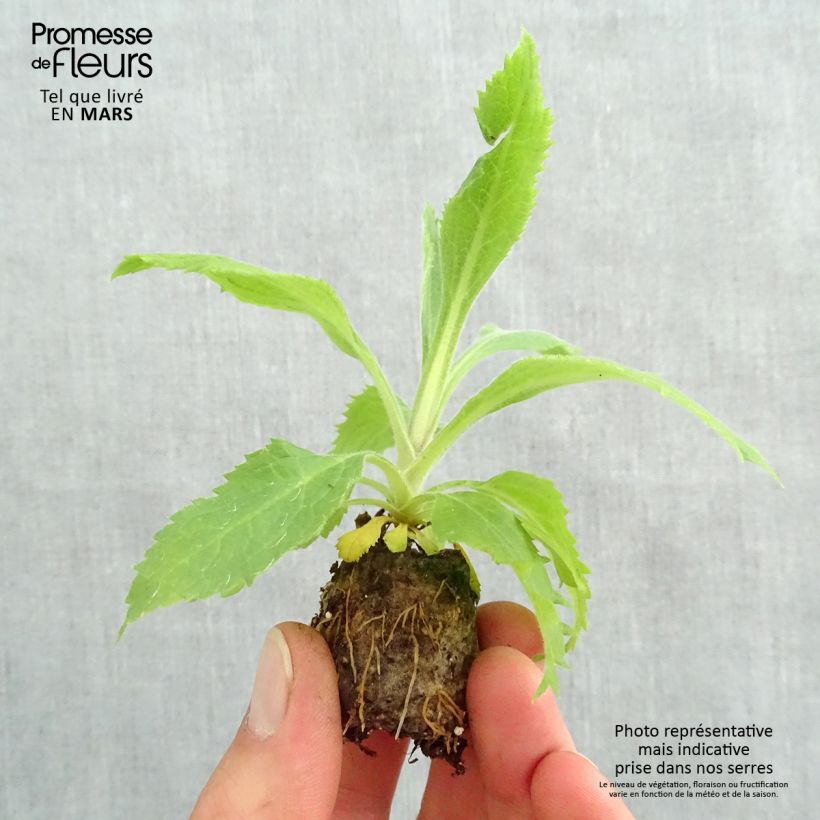 Example of Digitalis Illumination Raspberry - Digitale ibrido mini zolla... as you get in printemps