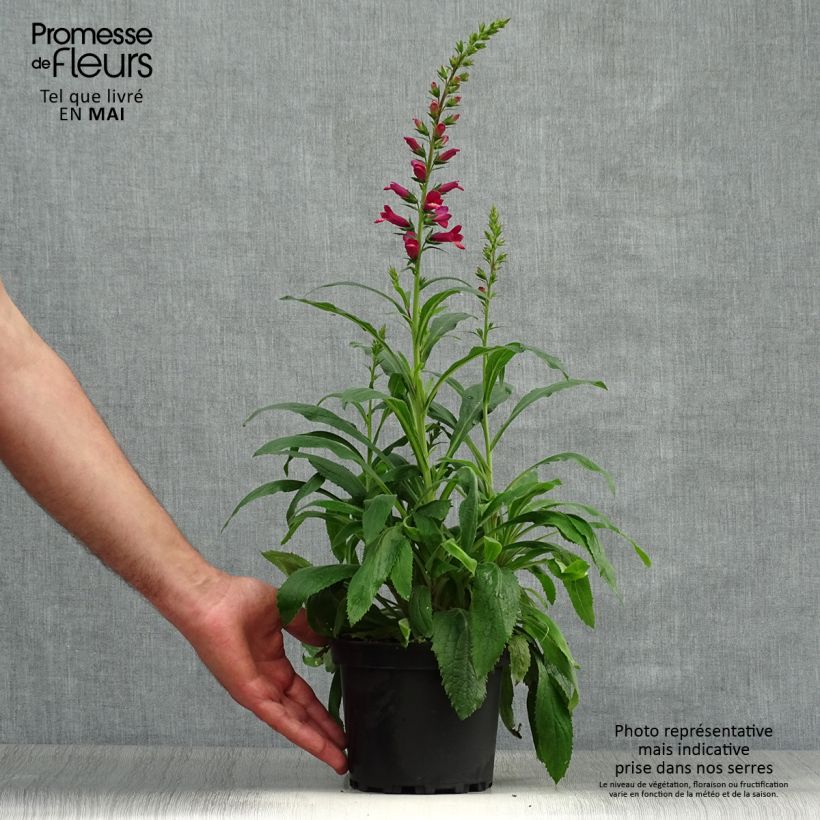 Example of Digitalis Illumination Raspberry - Digitale ibrido Vaso da 2L/3L as you get in printemps
