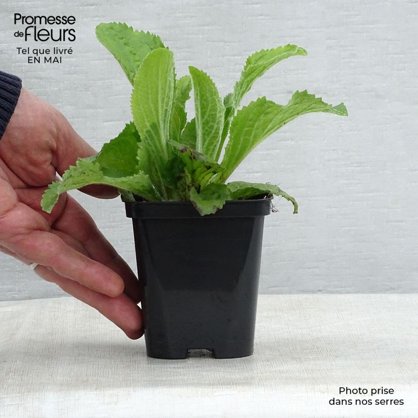 Example of Digitalis mertonensis - Digitale Vasetto da 8/9 cm as you get in printemps