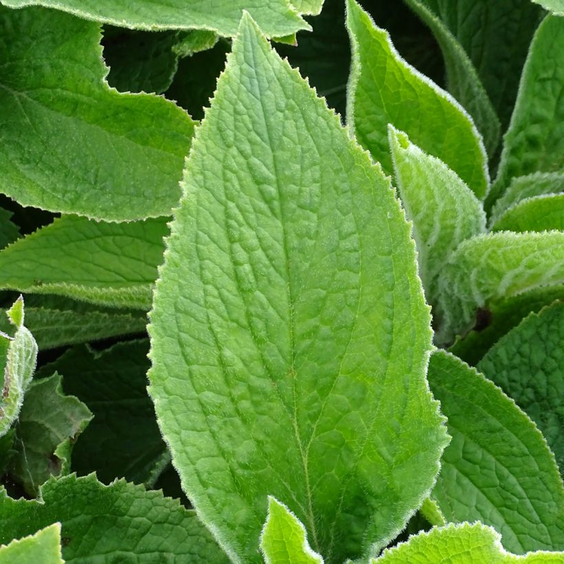 Digitalis mertonensis - Digitale (Foliage)