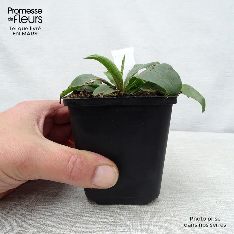 Digitalis parviflora - Digitale Vasetto da 8/9 cm esemplare consegnato in primavera