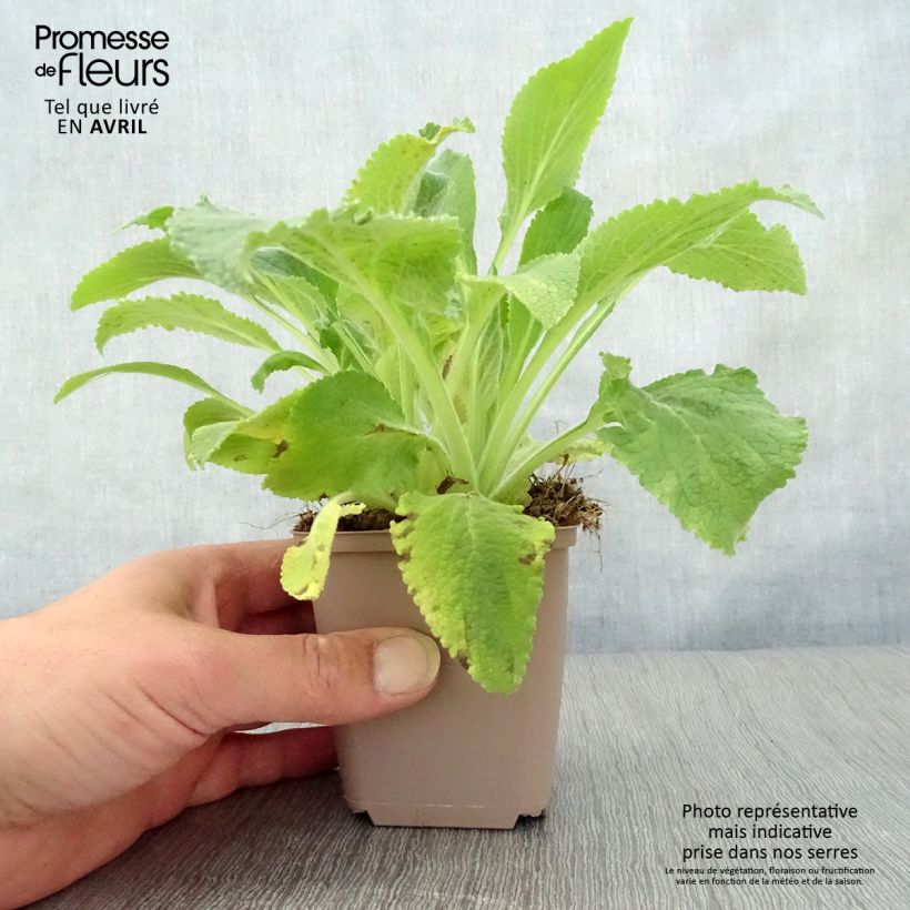 Example of Digitalis purpurea Monstrosa - Digitale rossa Vasetto da 8/9 cm as you get in printemps