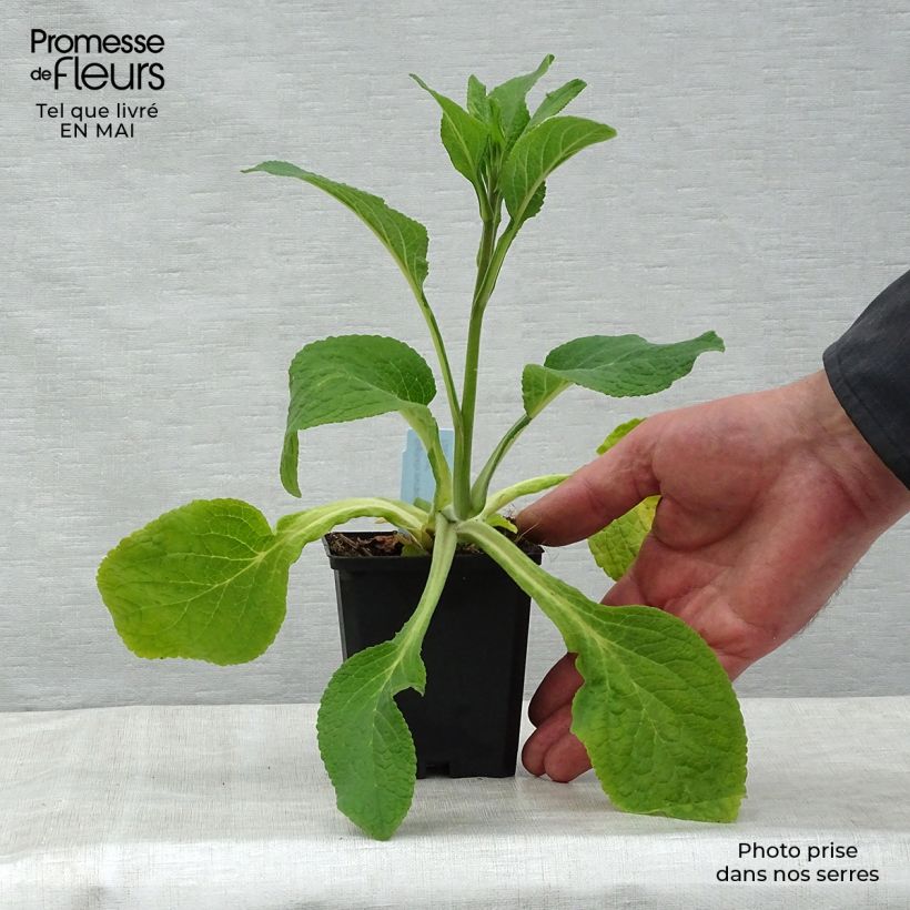 Example of Digitalis purpurea Suttons Apricot - Digitale rossa Vasetto da 7/8 cm as you get in printemps