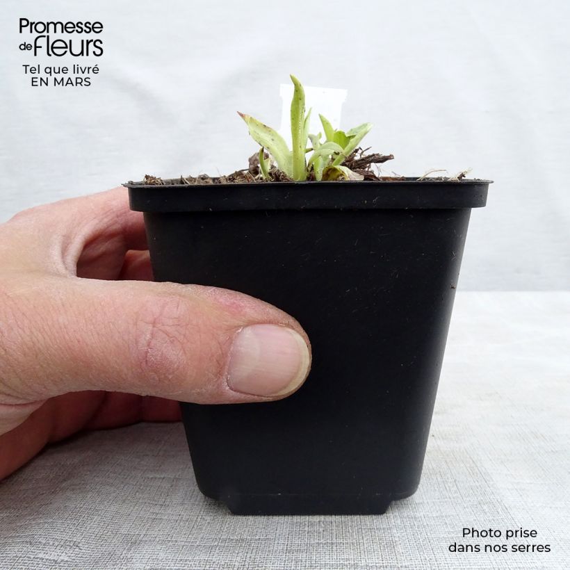 Example of Digitalis grandiflora - Digitale gialla grande Vasetto da 8/9 cm as you get in printemps