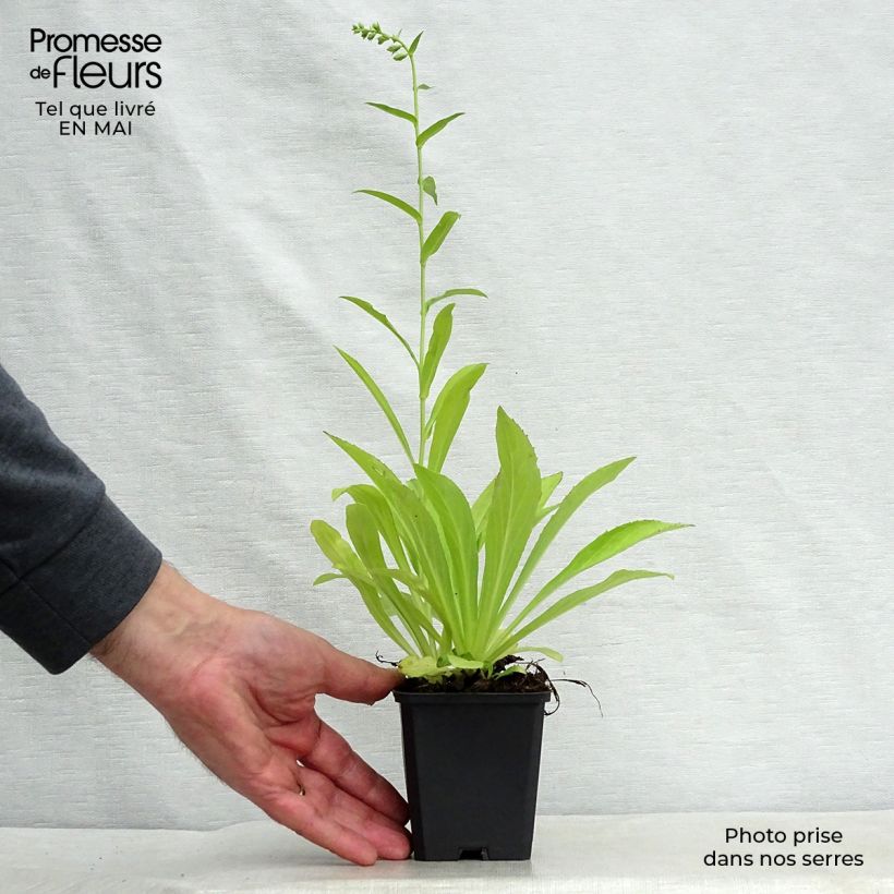 Example of Digitalis lutea - Digitale gialla piccola Vasetto da 8/9 cm as you get in printemps