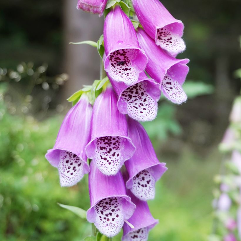 Digitalis purpurea - Digitale rossa (Flowering)
