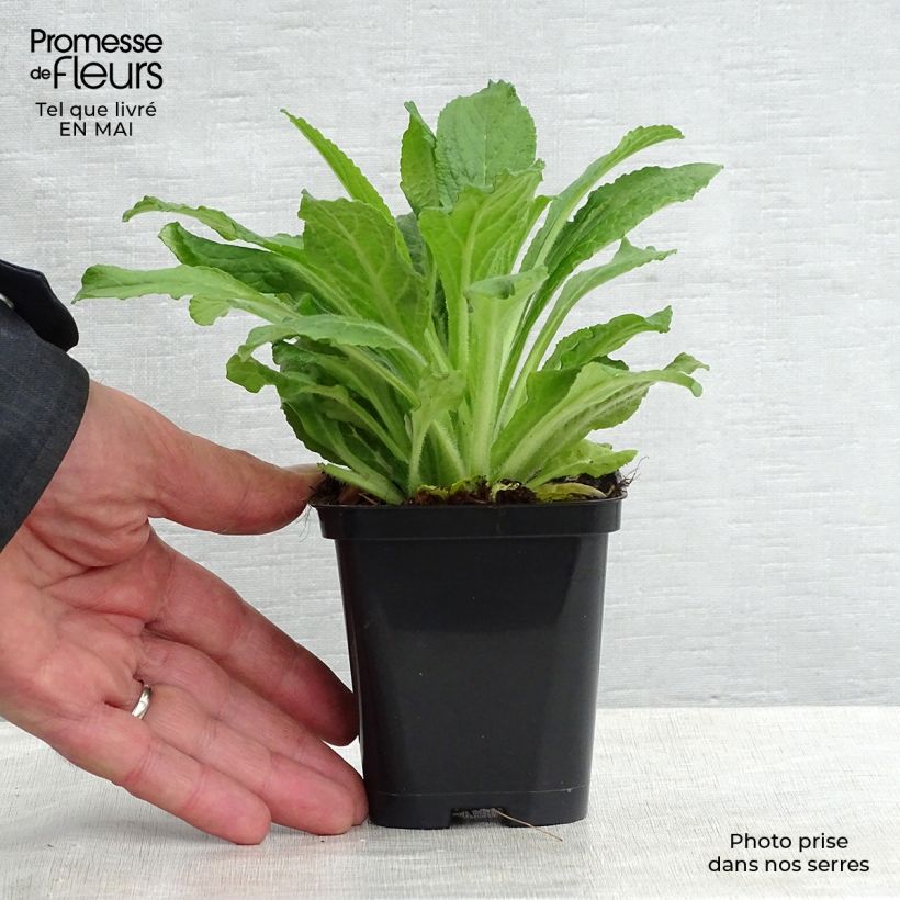 Example of Digitalis purpurea - Digitale rossa Vasetto da 8/9 cm as you get in printemps