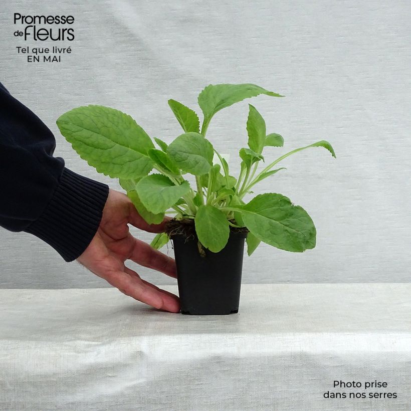 Digitalis purpurea Pam's Choice - Digitale rossa Vasetto da 8/9 cm esemplare consegnato in primavera