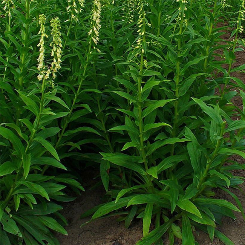 Digitalis lutea - Digitale gialla piccola (Plant habit)