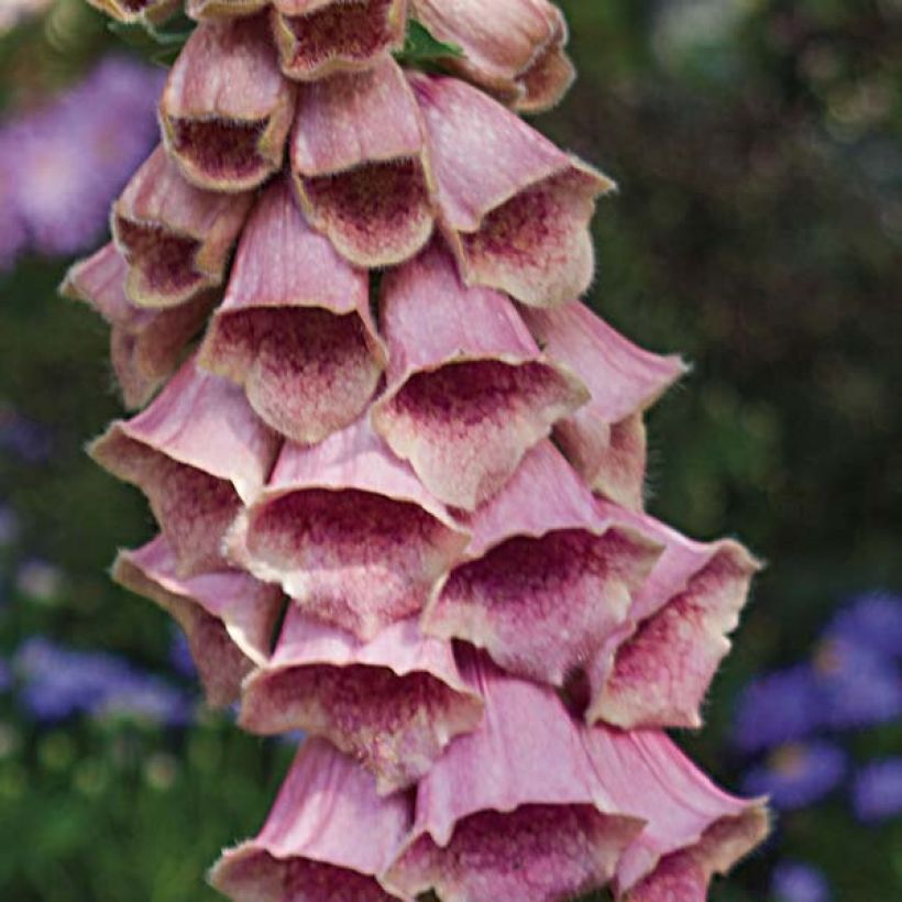 Digitalis mertonensis - Digitale (Flowering)
