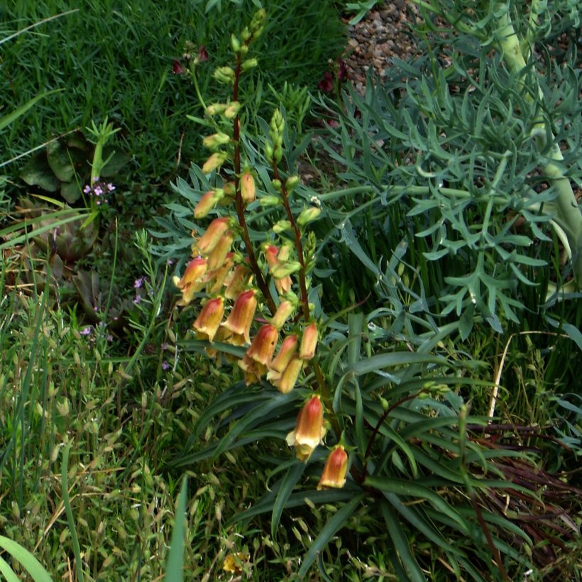 Digitalis obscura - Digitale (Plant habit)