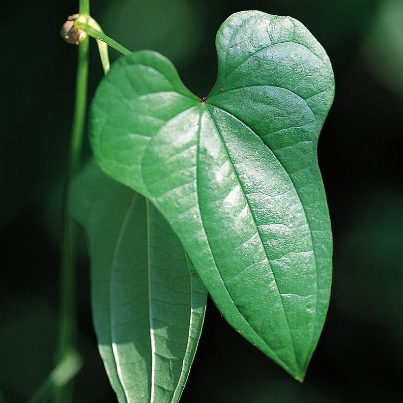 Dioscorea batatas - Igname cinese (Fogliame)