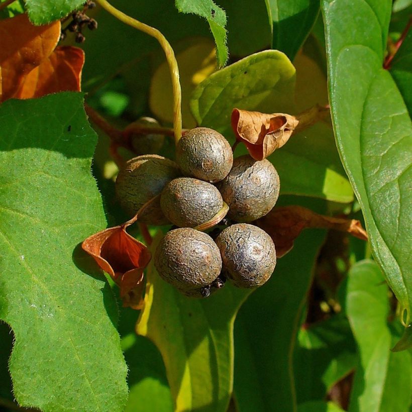 Dioscorea batatas - Igname cinese (Raccolta)