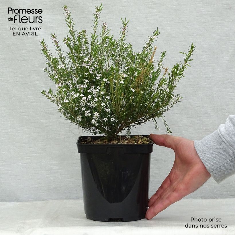 Example of Diosma hirsuta Pink Fountain Vaso da 2L/3L as you get in printemps