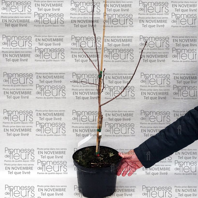 Esempio di esemplare Diospyros virginiana SAA Pieper - Cachi Vaso da 4L/5L come consegnato