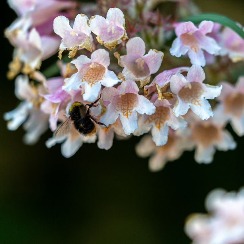 Dipelta floribunda (Fioritura)