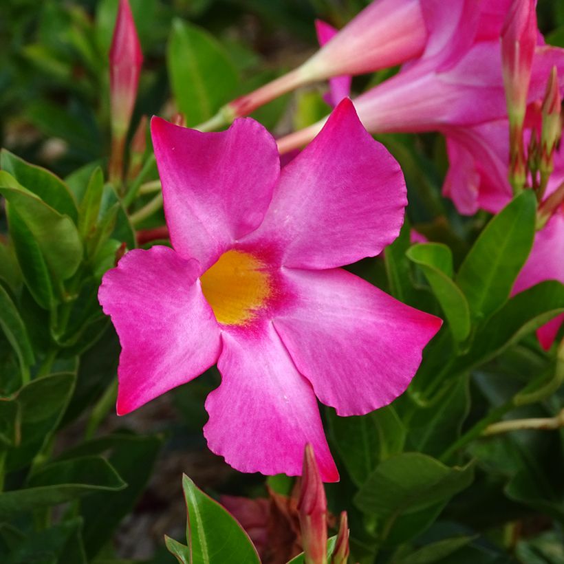 Dipladenia Bella Pink (Fioritura)