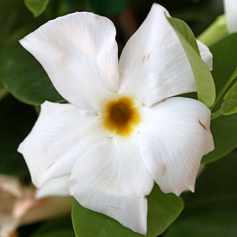 Dipladenia BELLA White (Fioritura)
