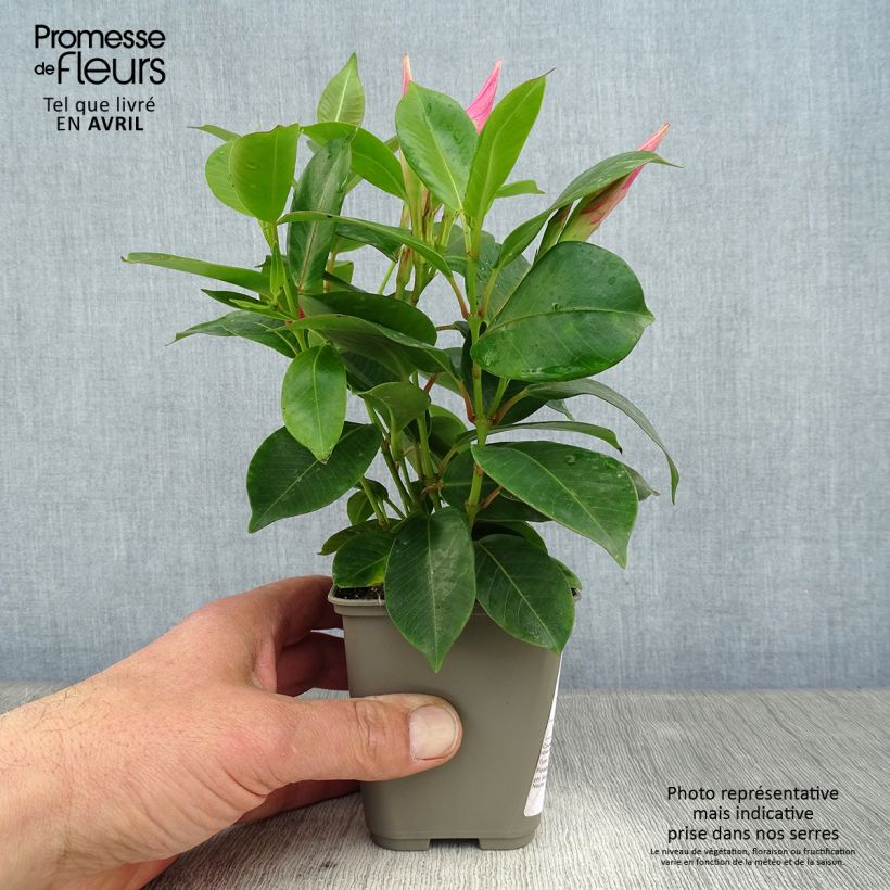 Dipladenia Diamantina Jade Pink Vaso da Ø 10 cm/11 cm esemplare consegnato in primavera