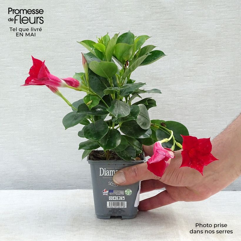 Dipladenia Diamantina Jade Scarlet Vaso da Ø 10 cm/11 cm esemplare consegnato in primavera