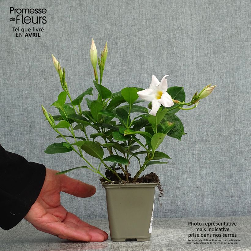 Dipladenia DiamantinaJade White Vaso da Ø 10 cm/11 cm esemplare consegnato in primavera