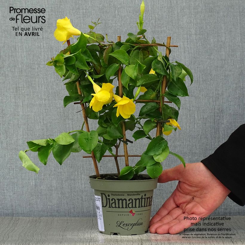 Dipladenia Diamantina Opale Citrine 2.0 Vaso da 1L/1,5L esemplare consegnato in primavera