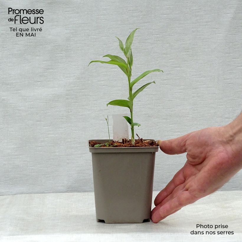 Disporum cantoniense Green Giant Vaso da Ø 10 cm/11 cm esemplare consegnato in primavera