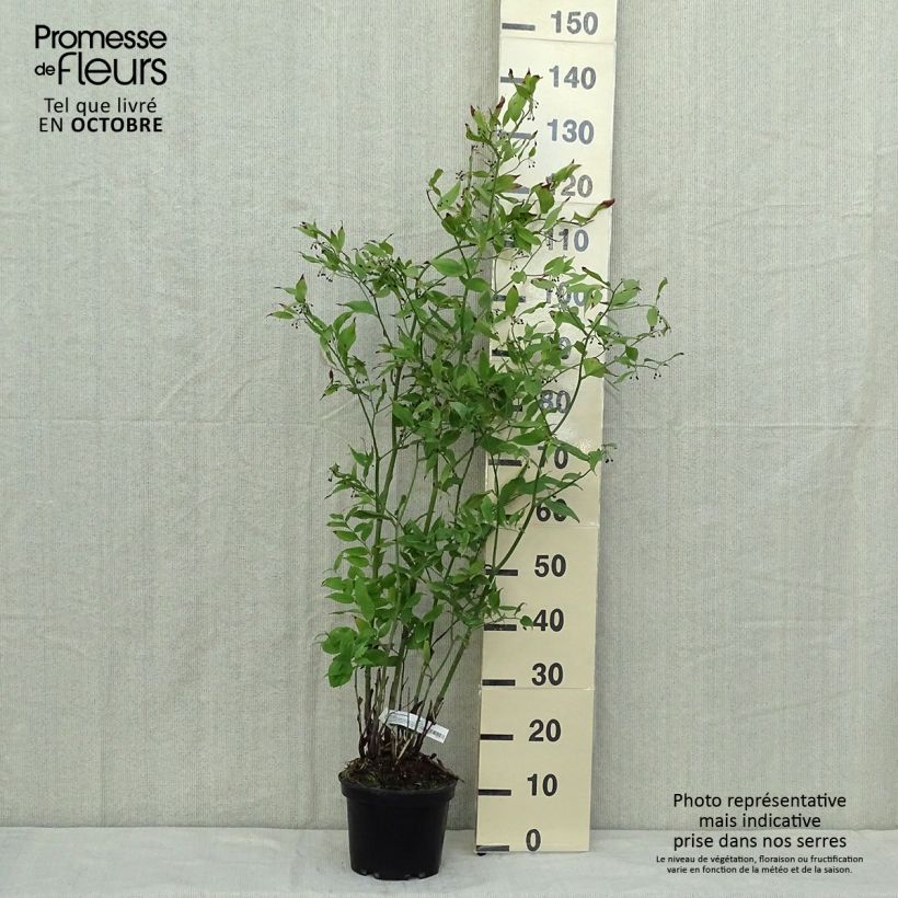 Esemplare di Disporum cantoniense Green Giant Vaso da 3L/4L come consegnato in autunno