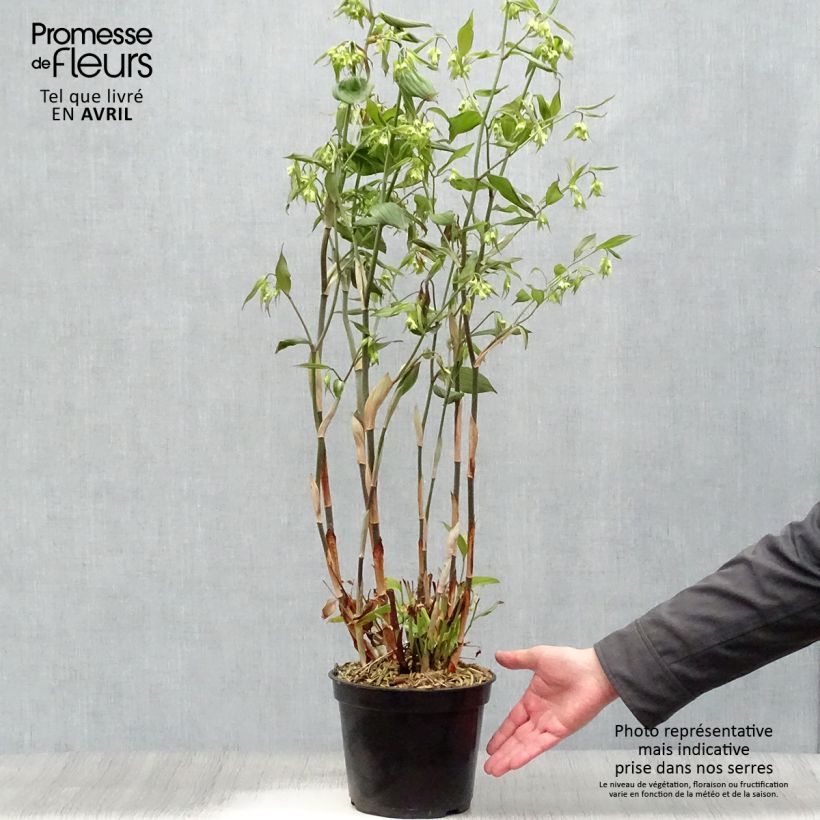 Disporum cantoniense Green Giant Vaso da 3L/4L esemplare consegnato in primavera