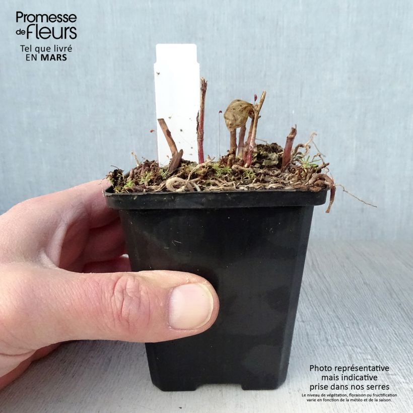 Disporum megalanthum Vasetto da 8/9 cm esemplare consegnato in primavera