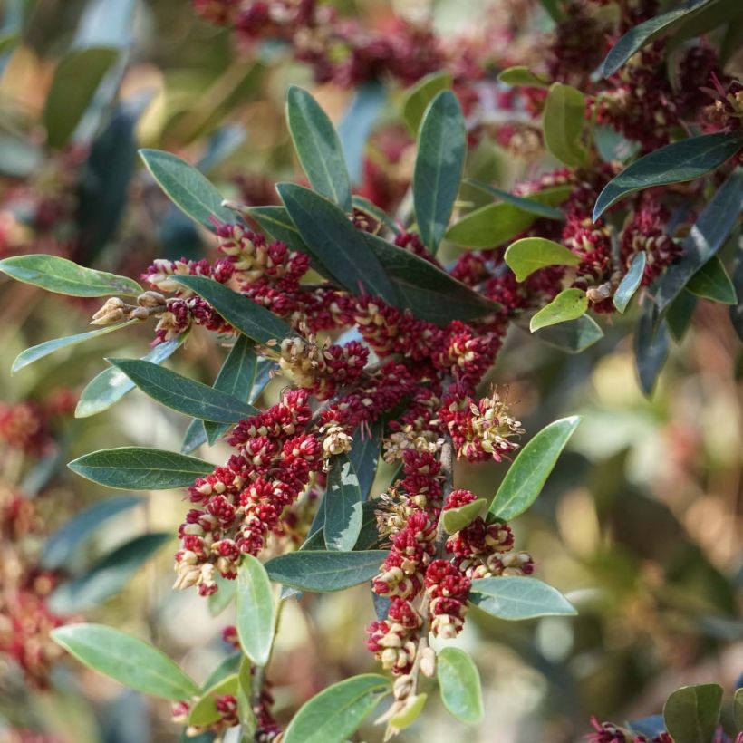 Distylium Vintage Jade (Flowering)