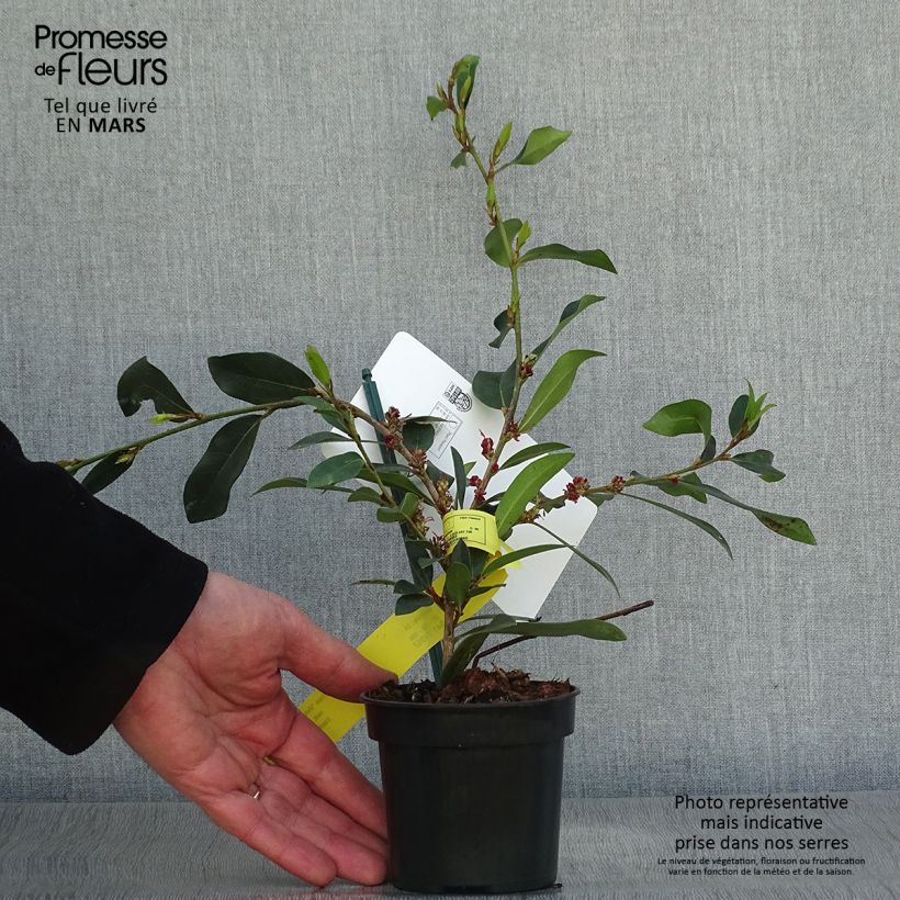 Example of Distylium Vintage Jade Vasetto da 8/9 cm as you get in printemps