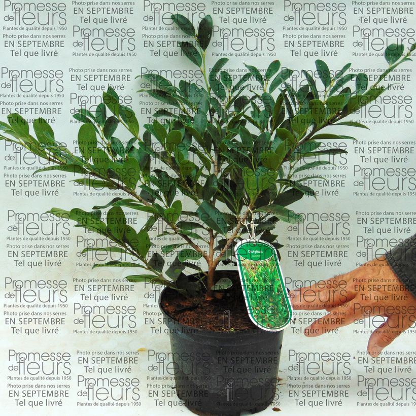 Esempio di esemplare Distylium racemosum Vaso da 2L/3L come consegnato