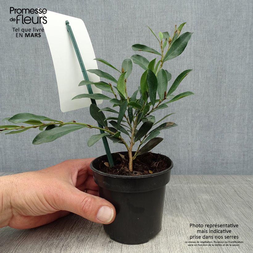 Distylium Blue Cascade Vaso da Ø 10 cm/11 cm esemplare consegnato in primavera