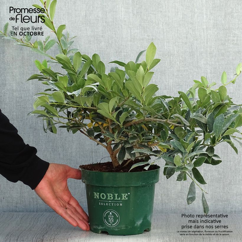 Esemplare di Distylium Blue Cascade Vaso da 3L/4L come consegnato in autunno