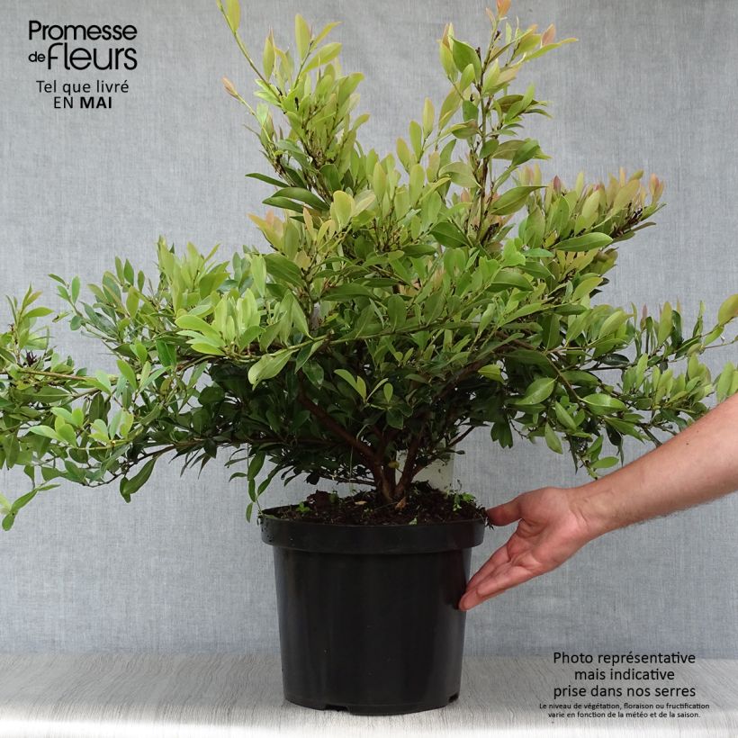 Distylium Blue Cascade Vaso da 7,5L/10L esemplare consegnato in primavera