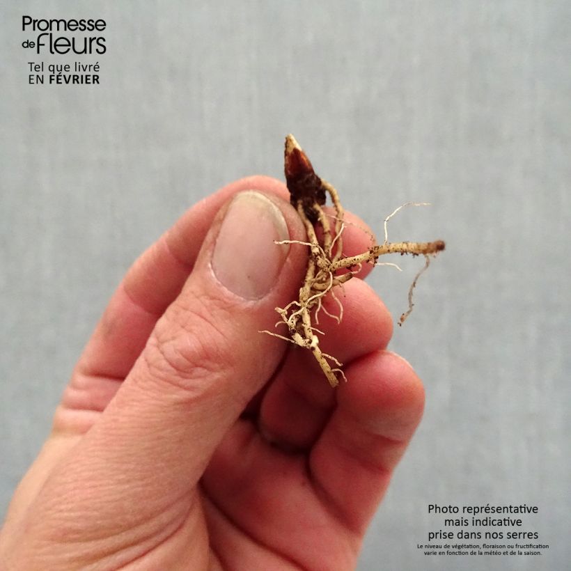 Dodecatheon jeffreyi Rotlicht Piante piccole a radice nuda esemplare consegnato in inverno