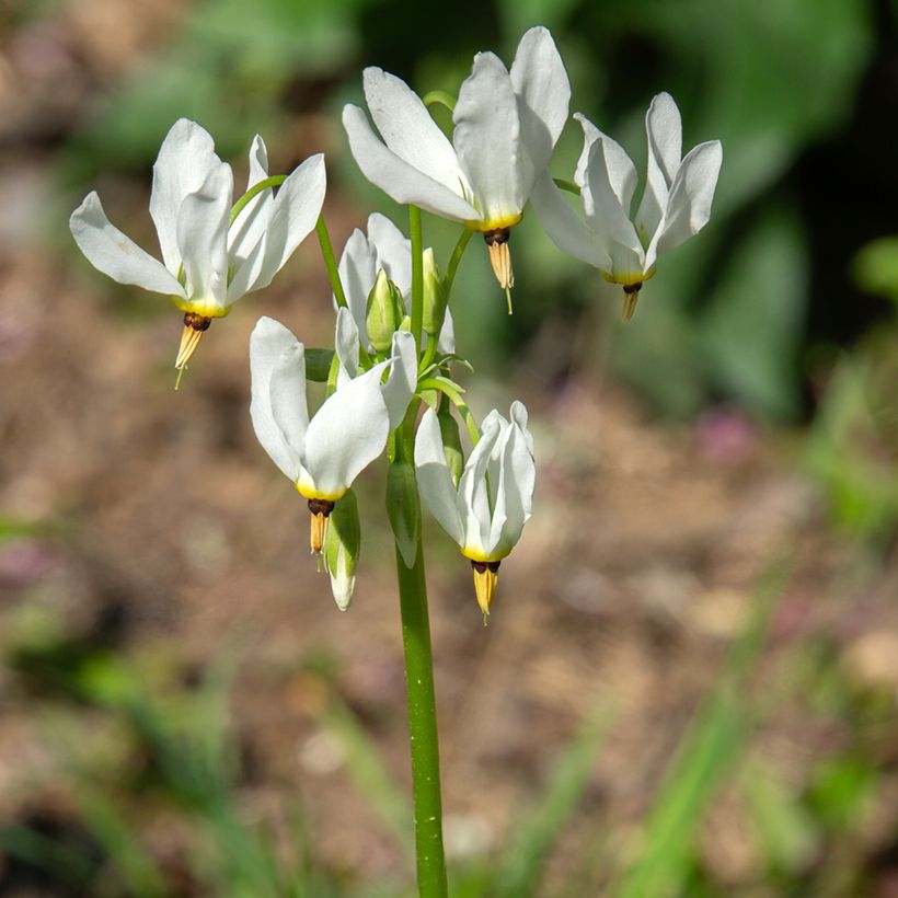 Dodecatheon meadia Album (Fioritura)