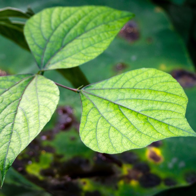 Dolichos lablab - Dolico egiziano (Foliage)
