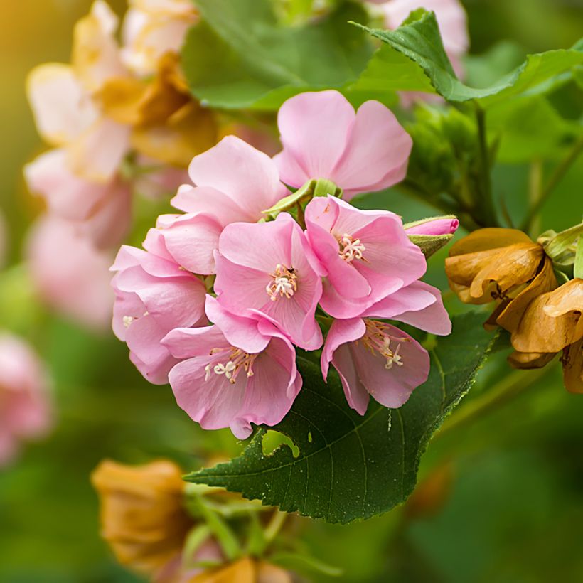 Dombeya x cayeuxii (Fioritura)