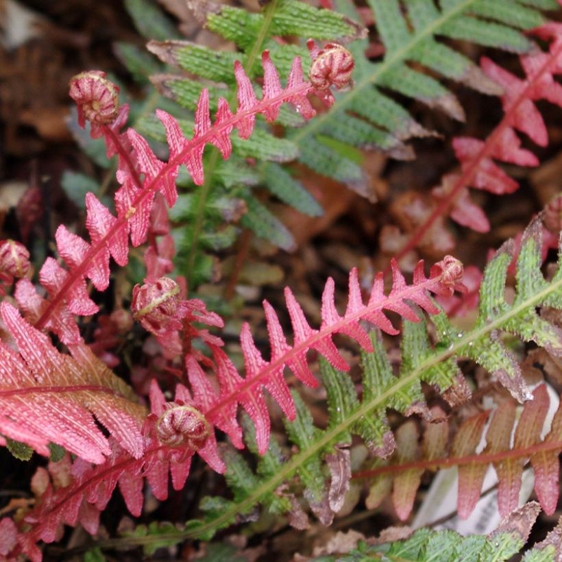 Doodia aspera Rough Ruby (Foliage)