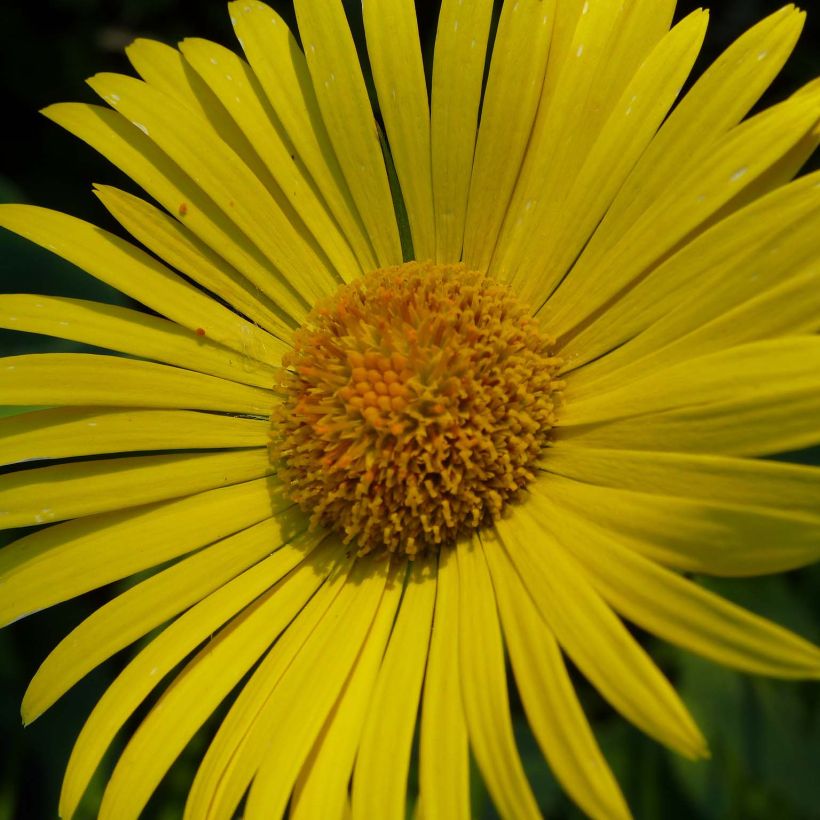 Doronicum plantagineum Excelsum - Doronico d'Ungheria (Fioritura)