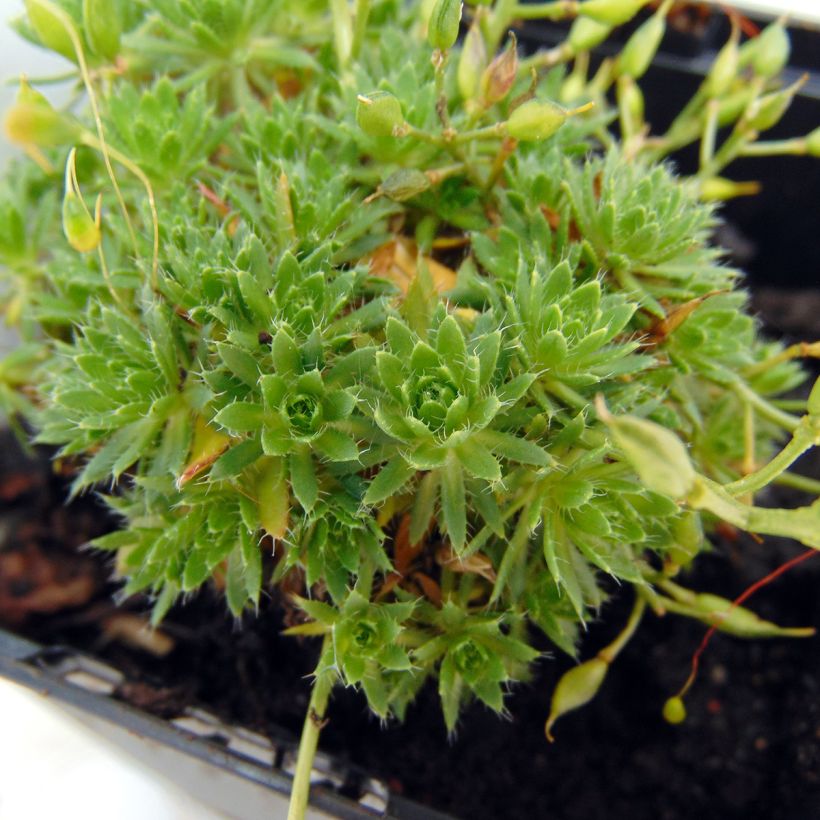Draba aizoides - Draba gialla (Foliage)