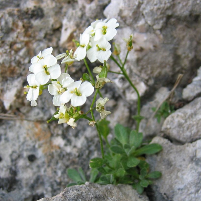 Draba sakurai (Plant habit)