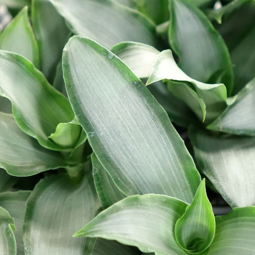 Dracaena Hawaii - Tronchetto della Felicità (Foliage)