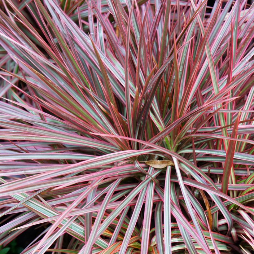 Dracaena Magenta - Tronchetto della Felicità (Foliage)