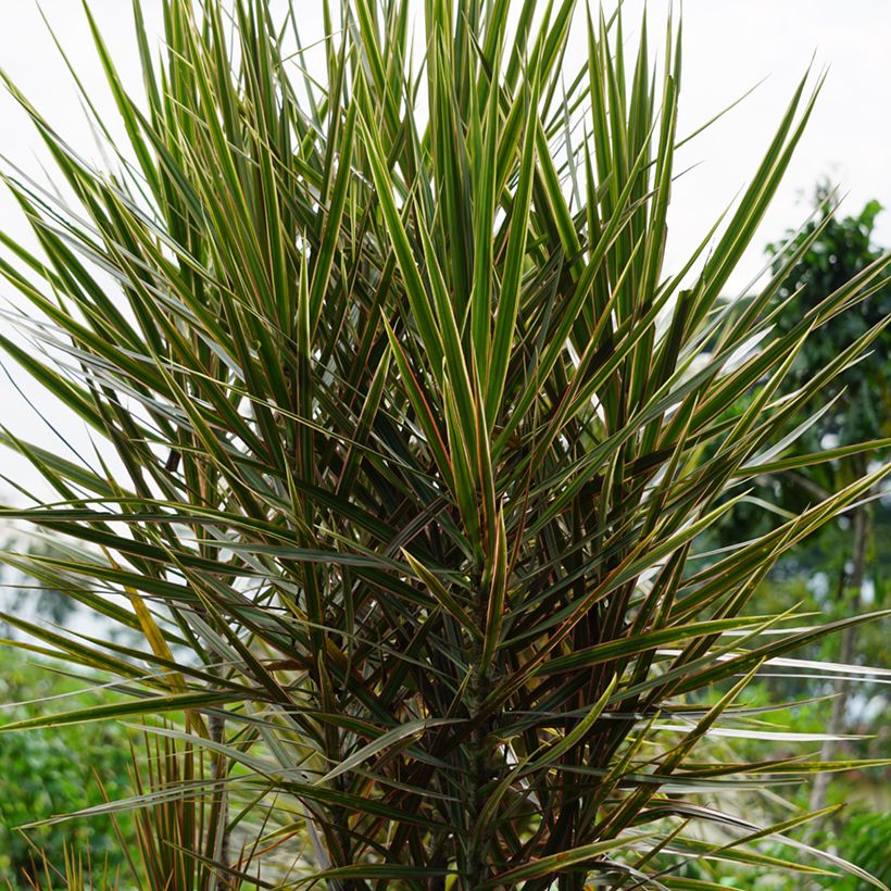 Dracaena Magenta - Tronchetto della Felicità (Plant habit)