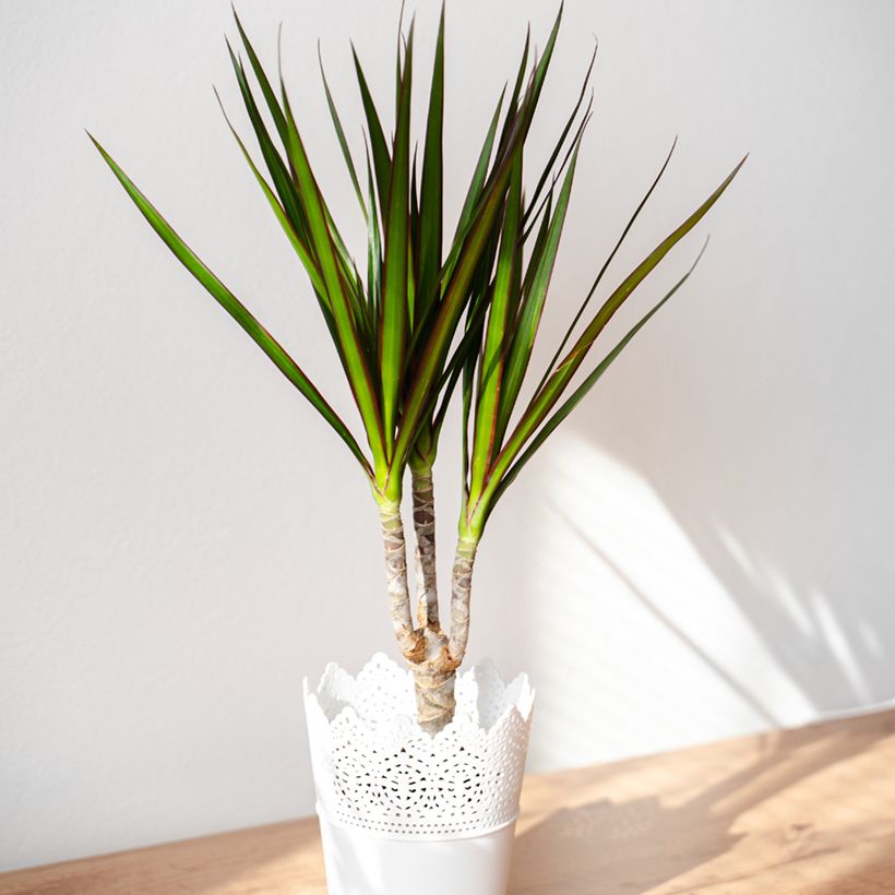 Dracaena marginata - Tronchetto della Felicità (Plant habit)